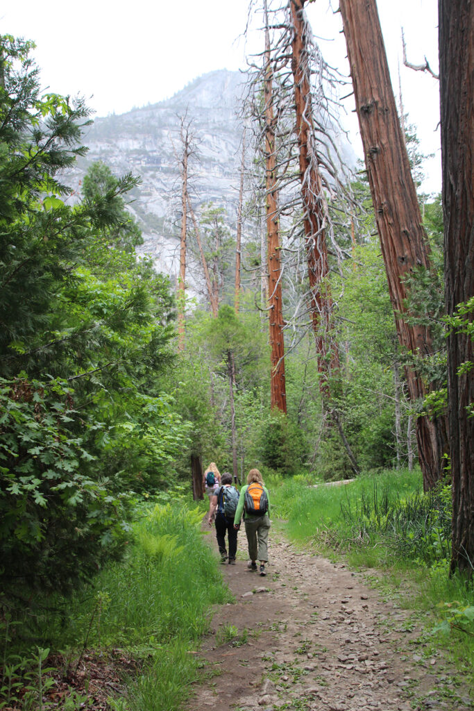 Hikers walking into the forest