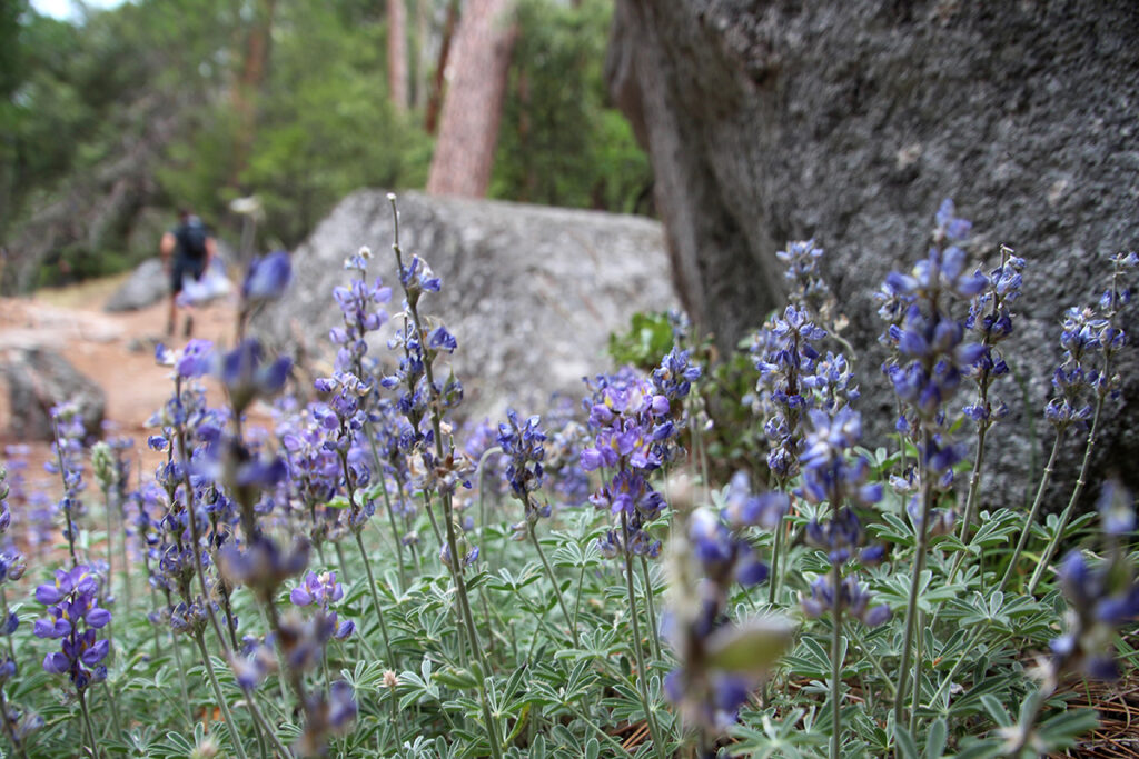 Purple flowers