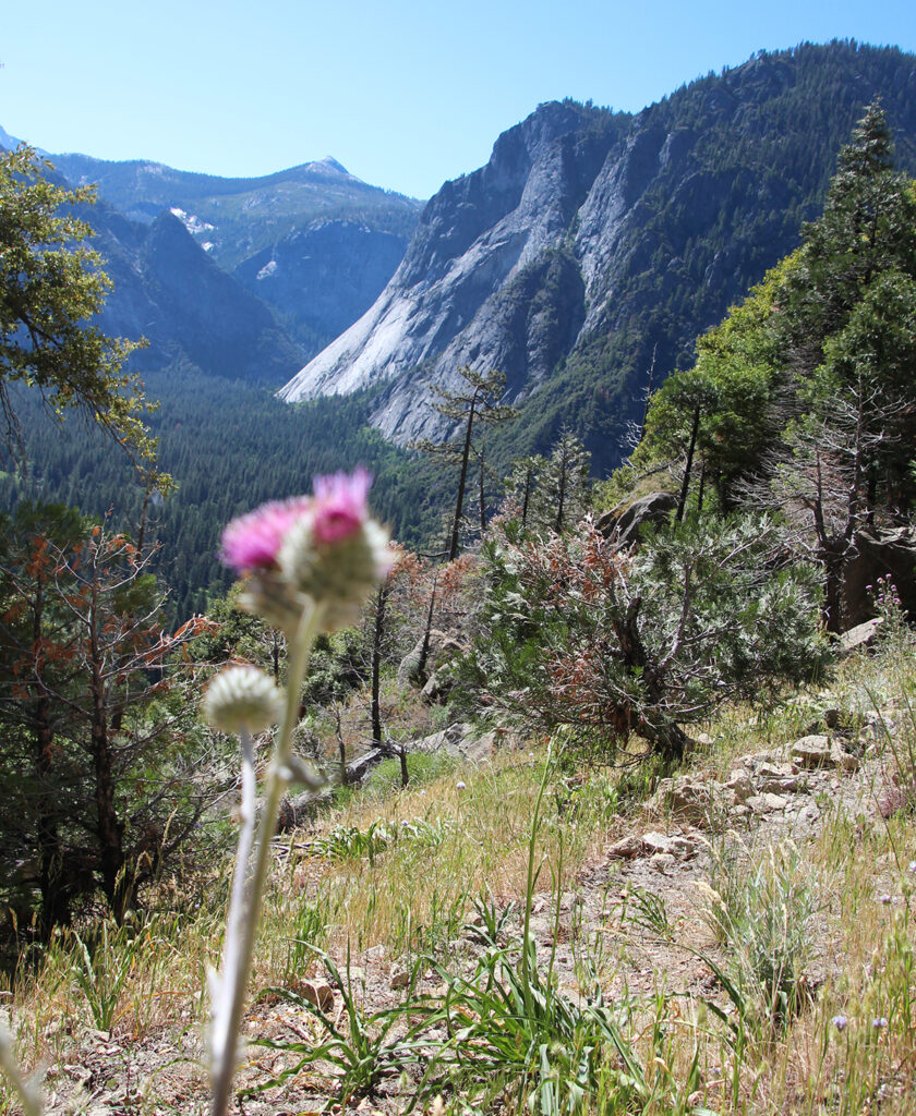 Purple mountain flower