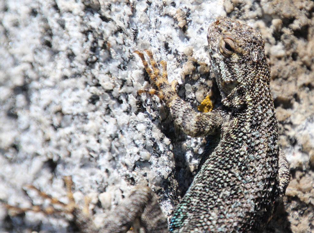 Lizard on a rock