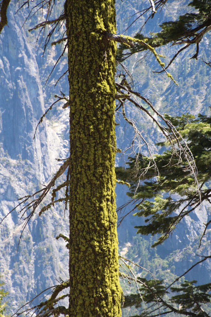 Moss covered tree