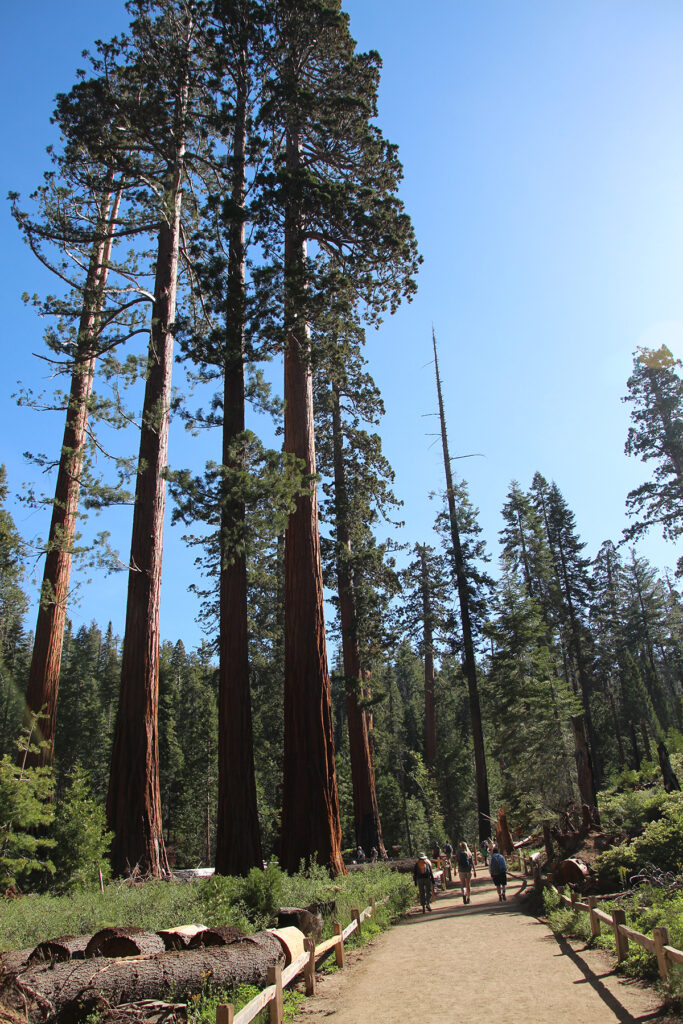 Sequoia