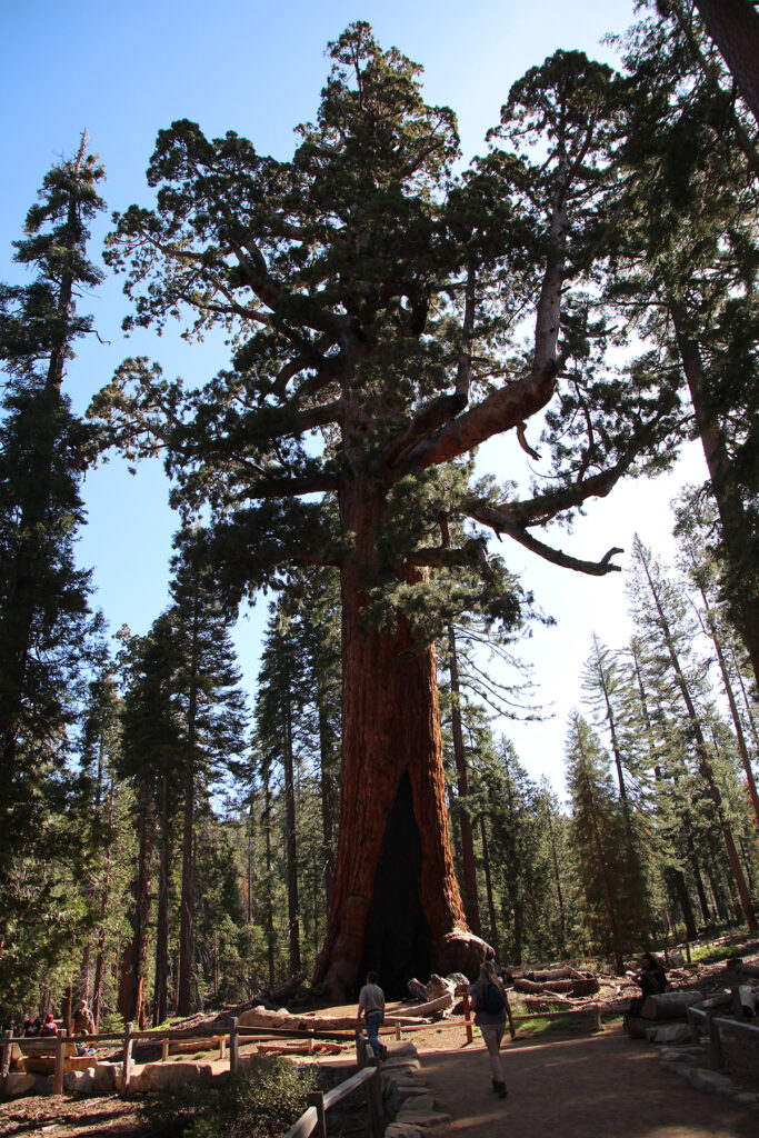 Sequoia trees