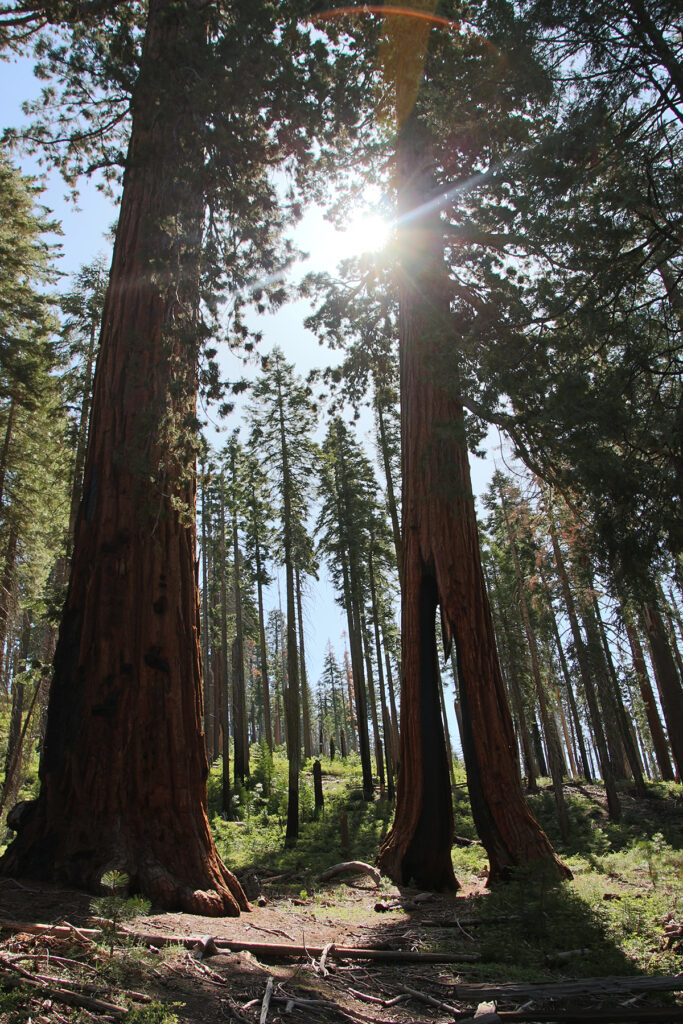 Sun shining through trees