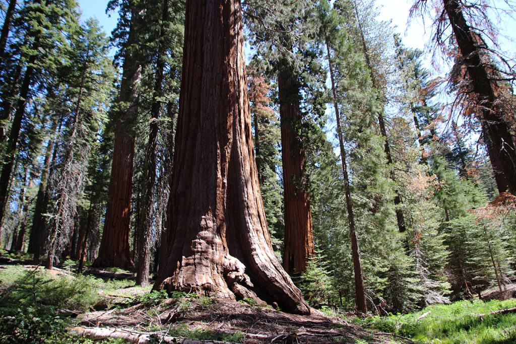 Large Sequoia trees