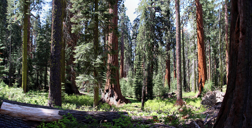 Sequoia trees