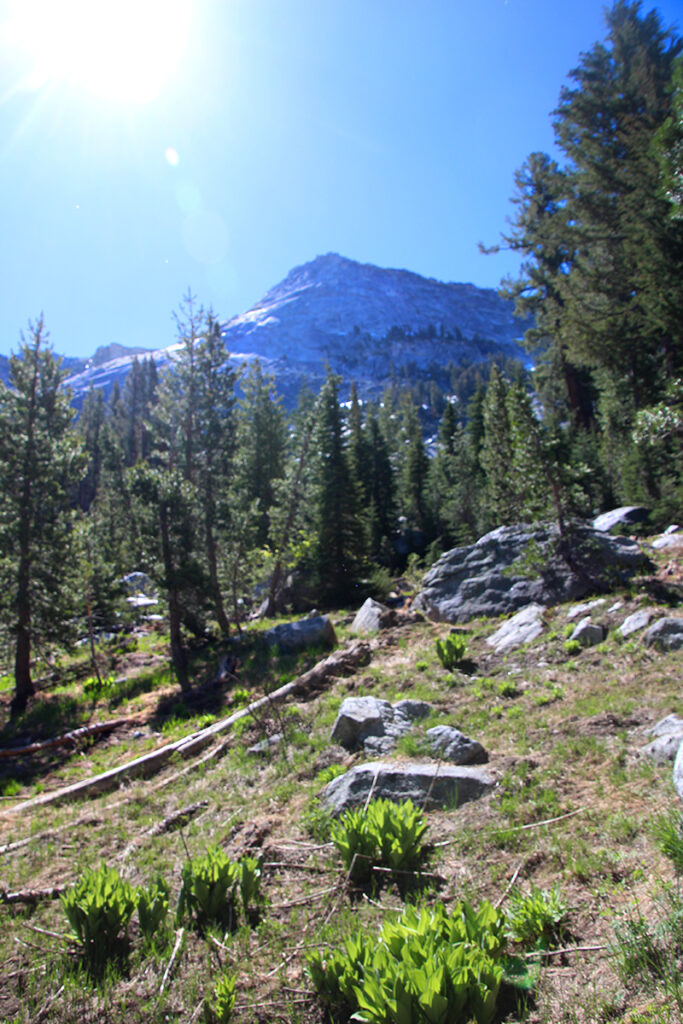 Mountain meadows