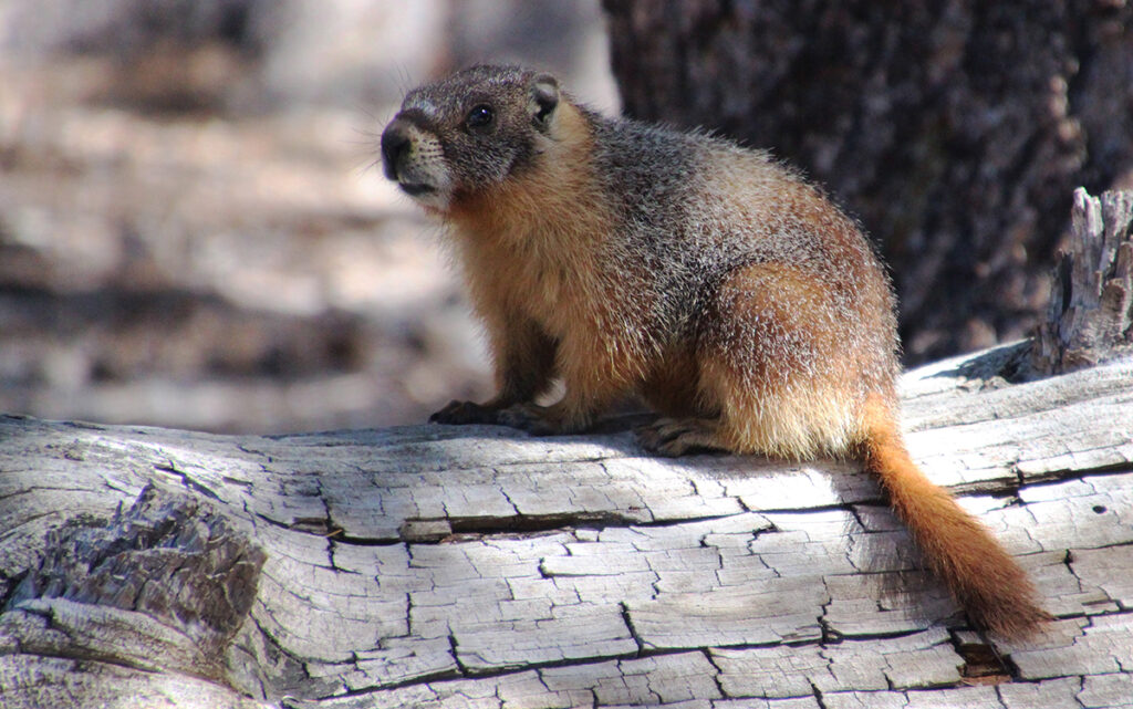 Marmot