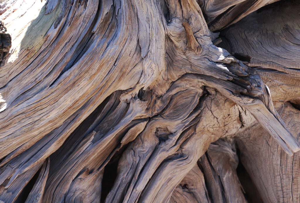 Driftwood