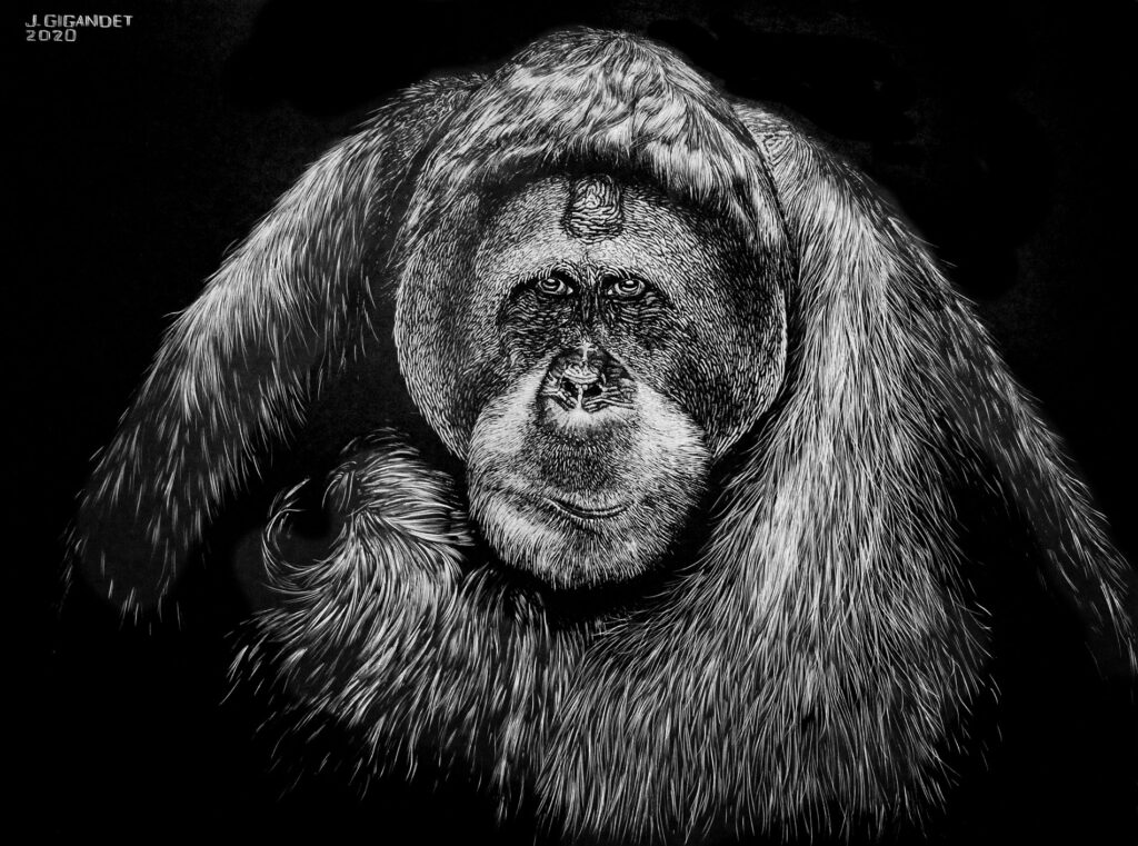 Orangutan Illustration