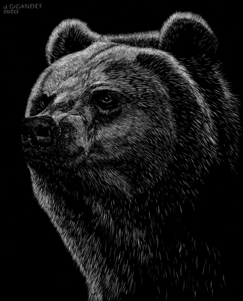 Grizzly bear illustration