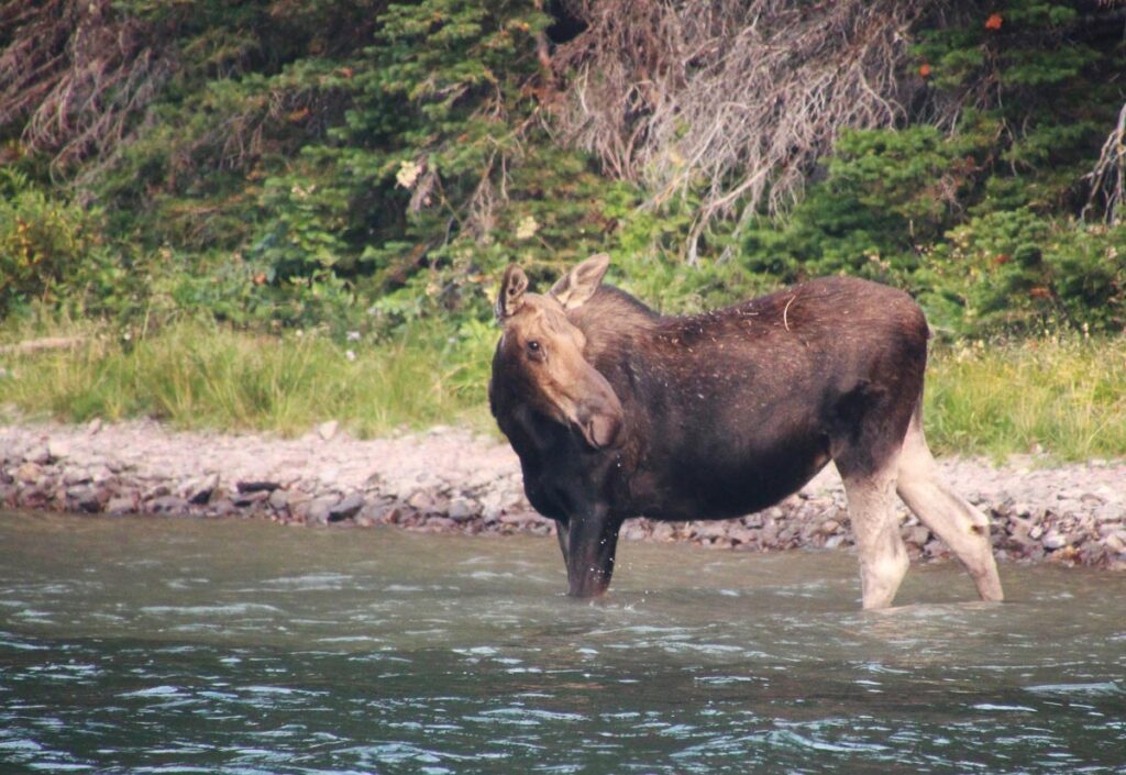 cow moose standing in a lake