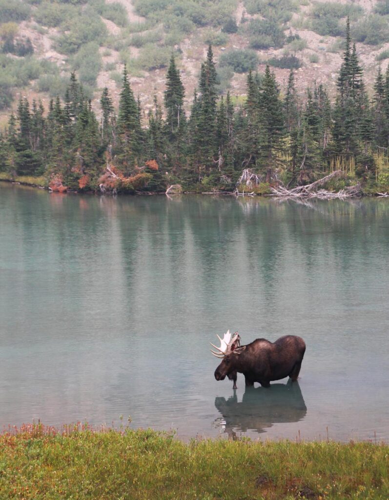 bull moose in a lake