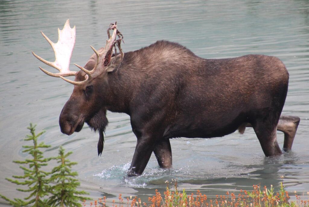 large bull moose in a lake