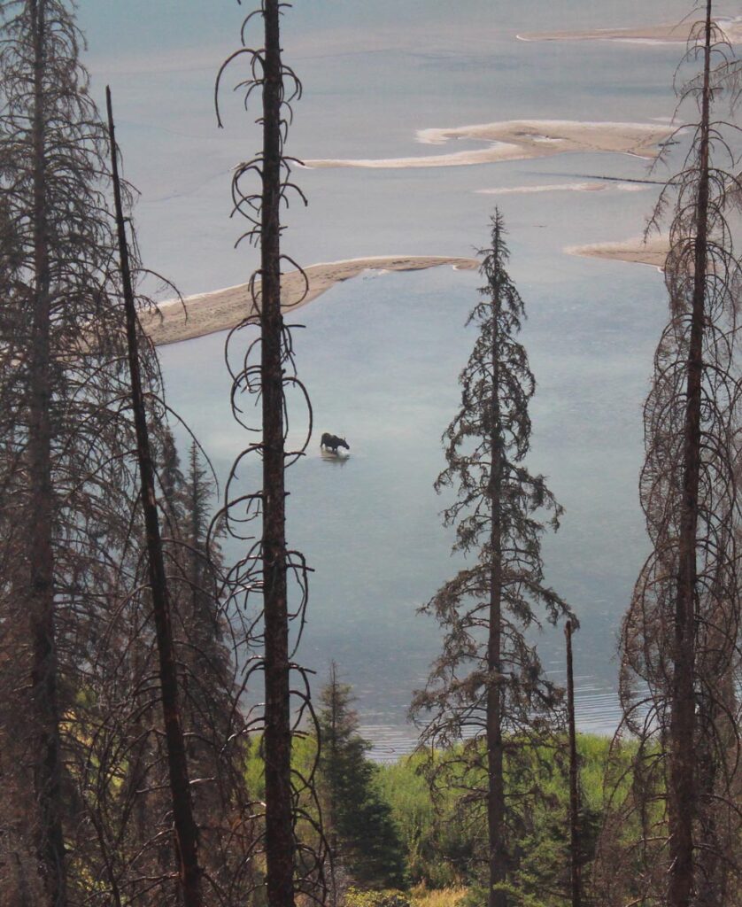 distant moose standing in a lake