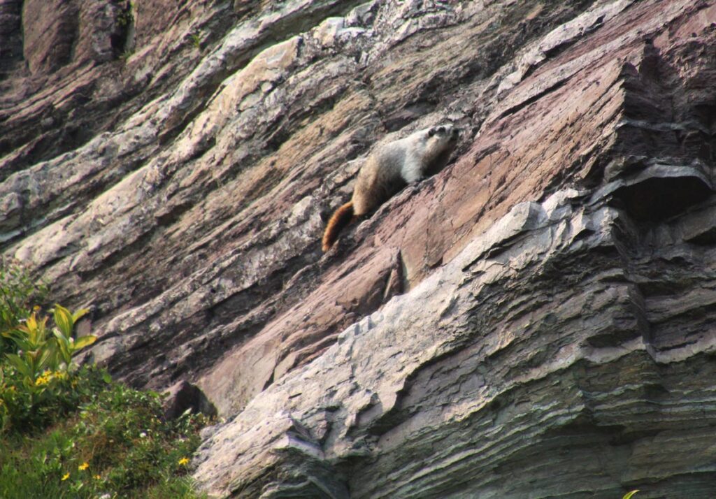 marmot on a rock ledge