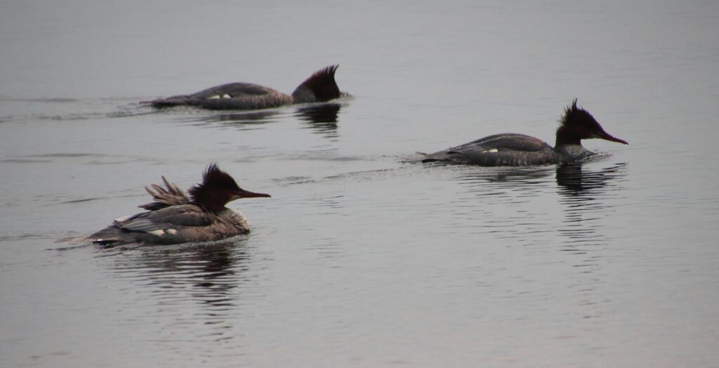 three ducks in a pond