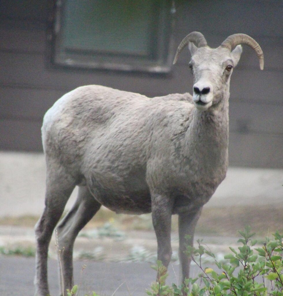 mountain goat