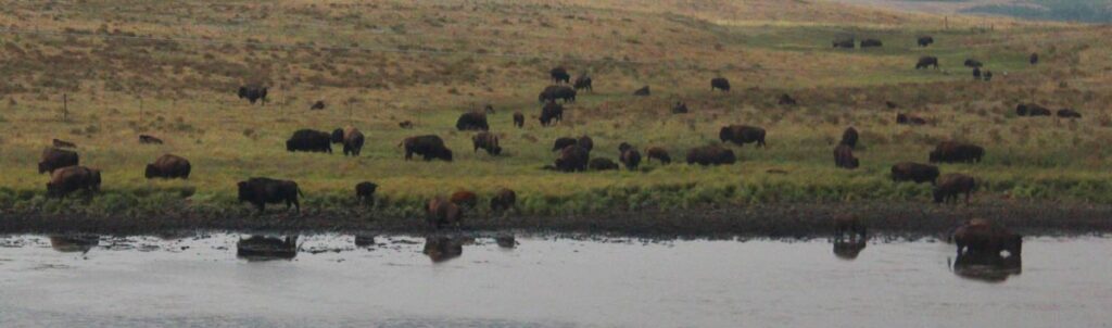 bison herd in a meadow