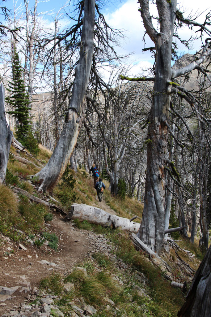 hikers in a forest