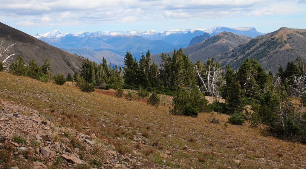 pasture and pine trees with mountains in hte distance