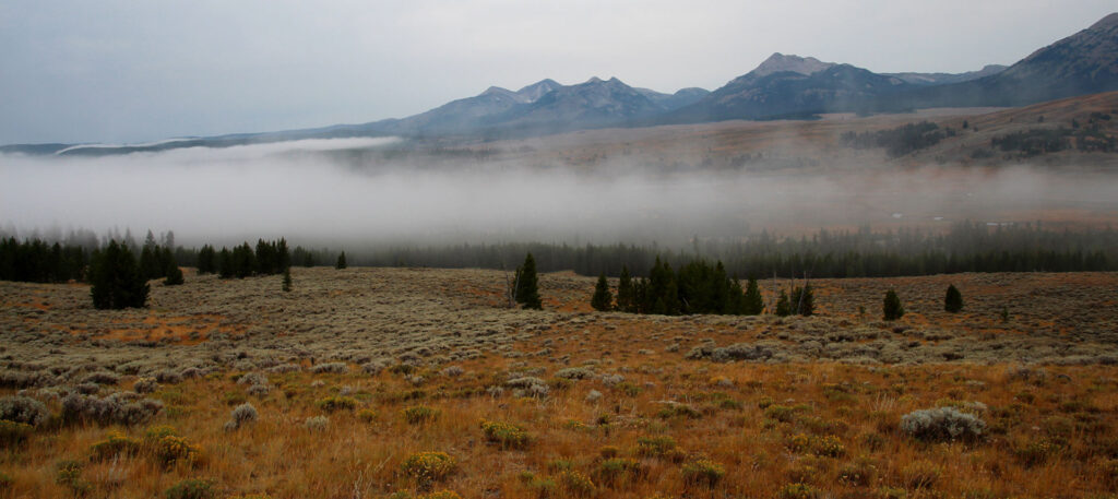 misty fog above a pasture