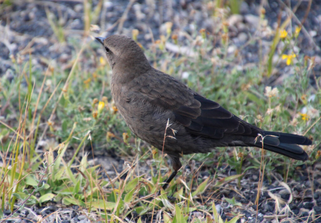 grey bird standing in grass