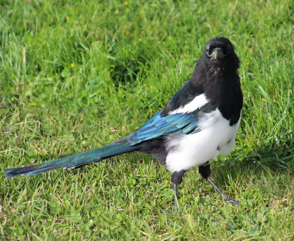 Black and Blue bird