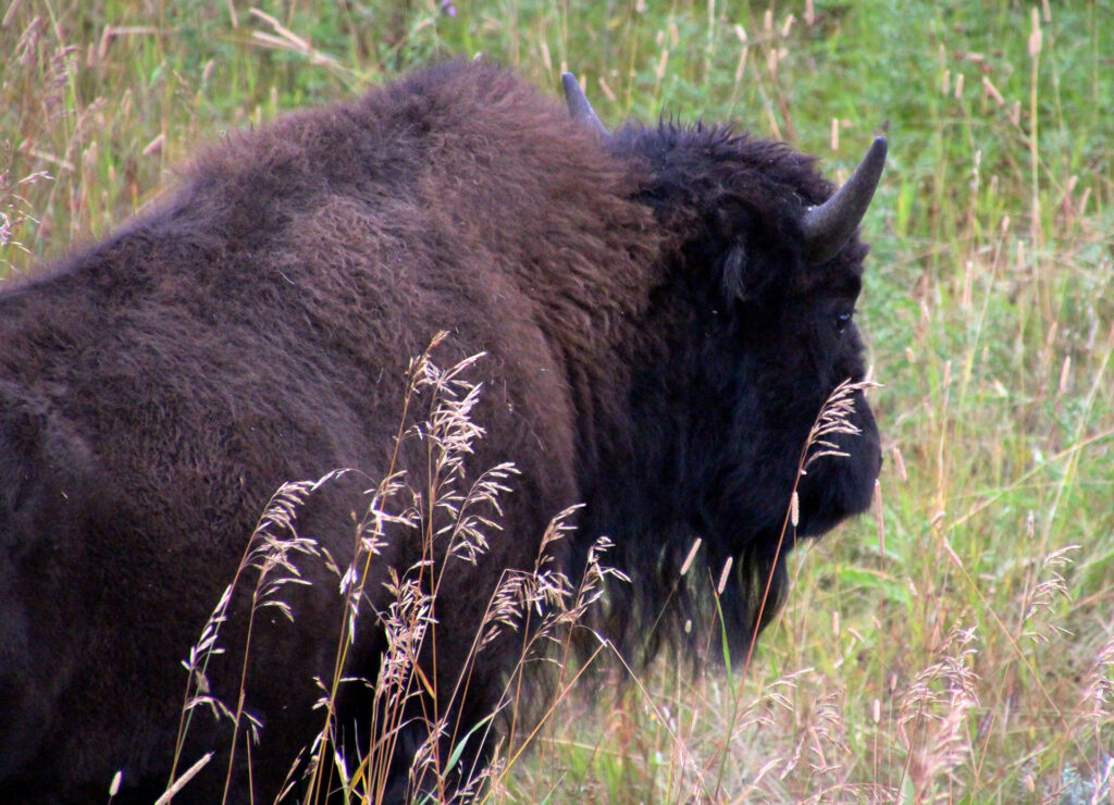 Buffalo lying in the crass