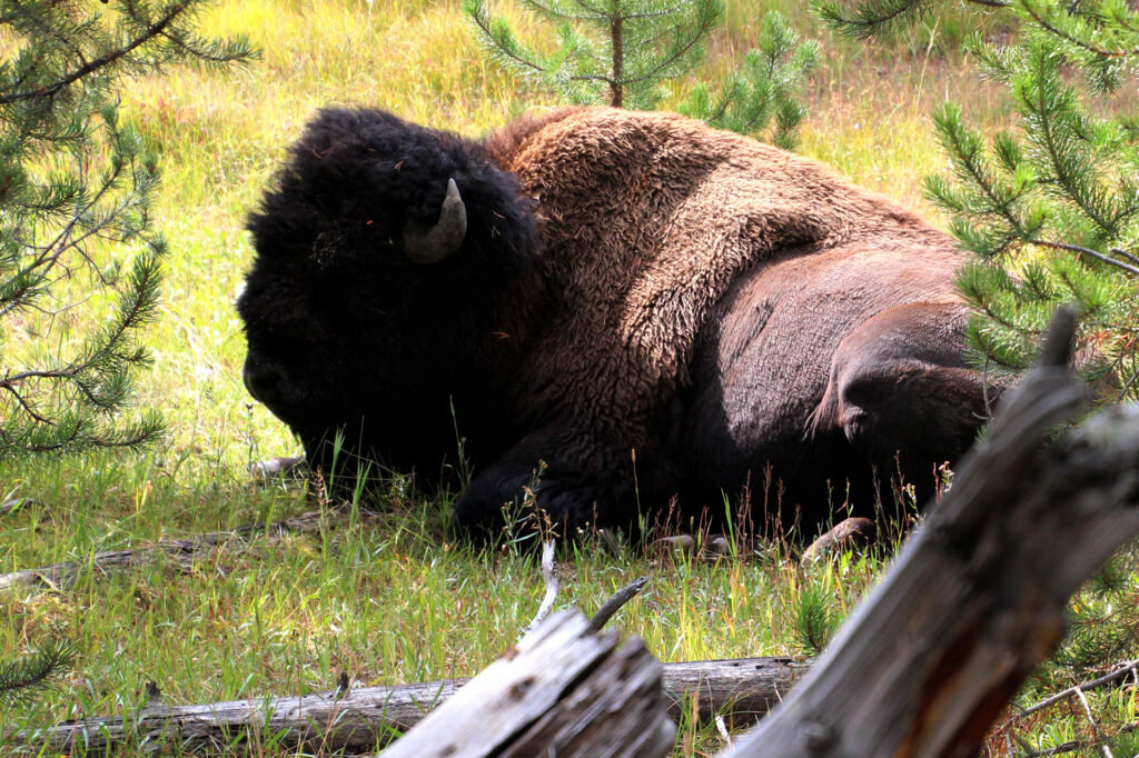 buffalo lying in a field