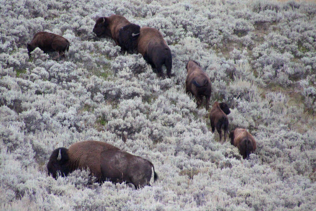 several buffalo walking through sage brush field