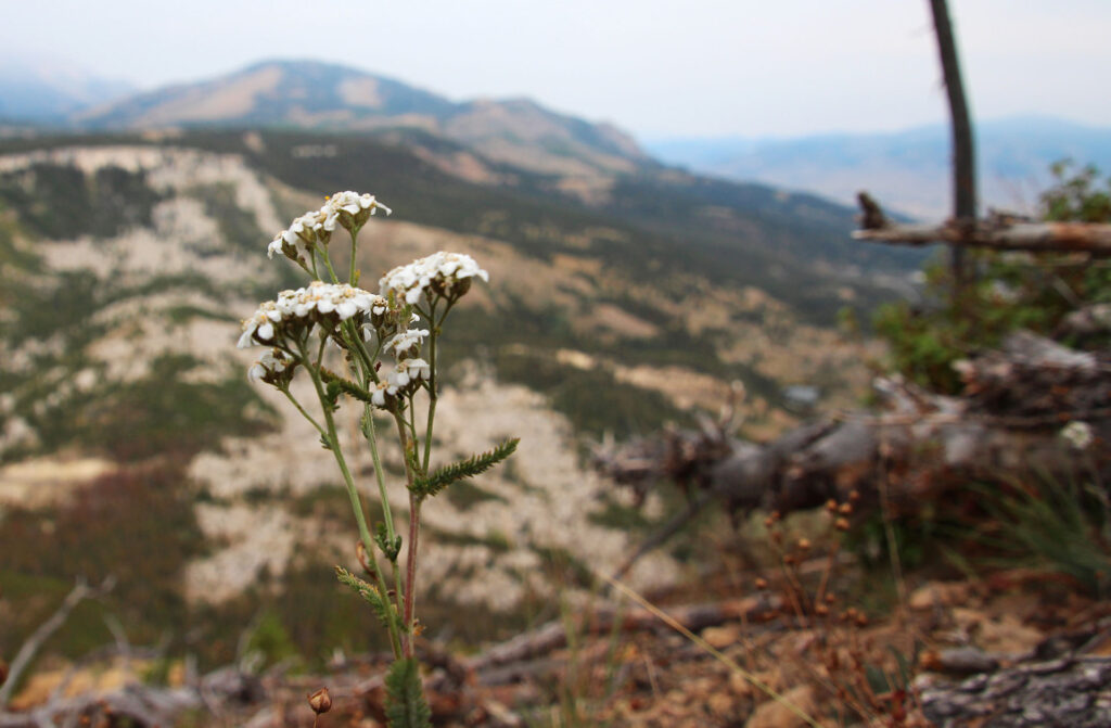 Wild flowers on top of Bunsen Mountain