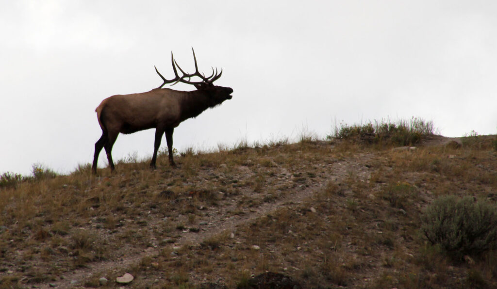 bugling elk