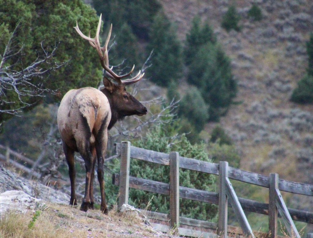 Elk standing beside a weathered fence