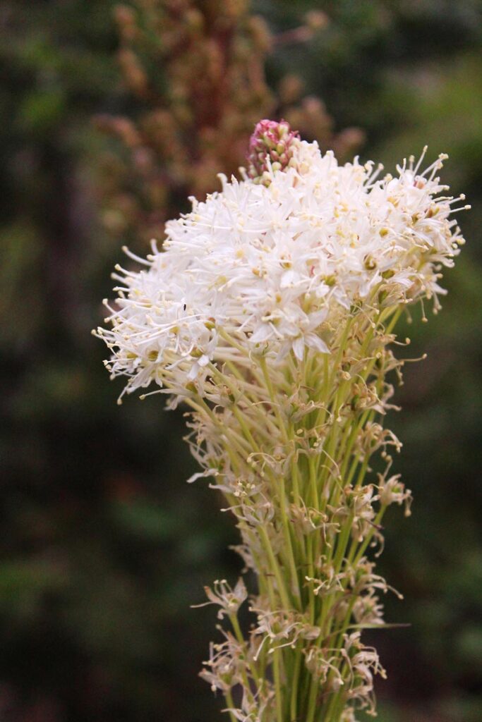 bear grass