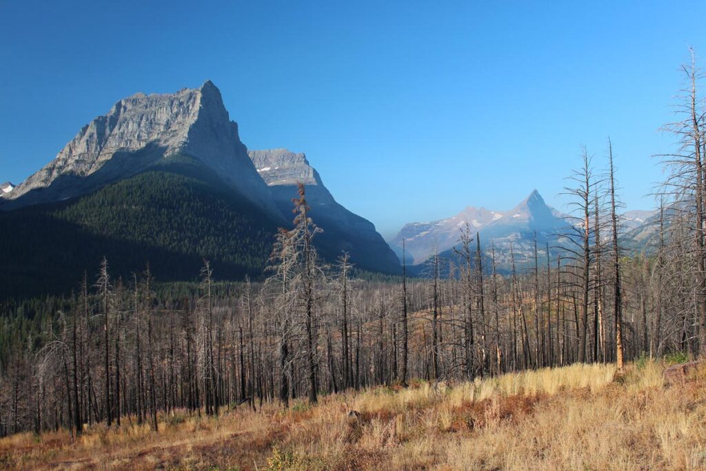 bare trees and mountains