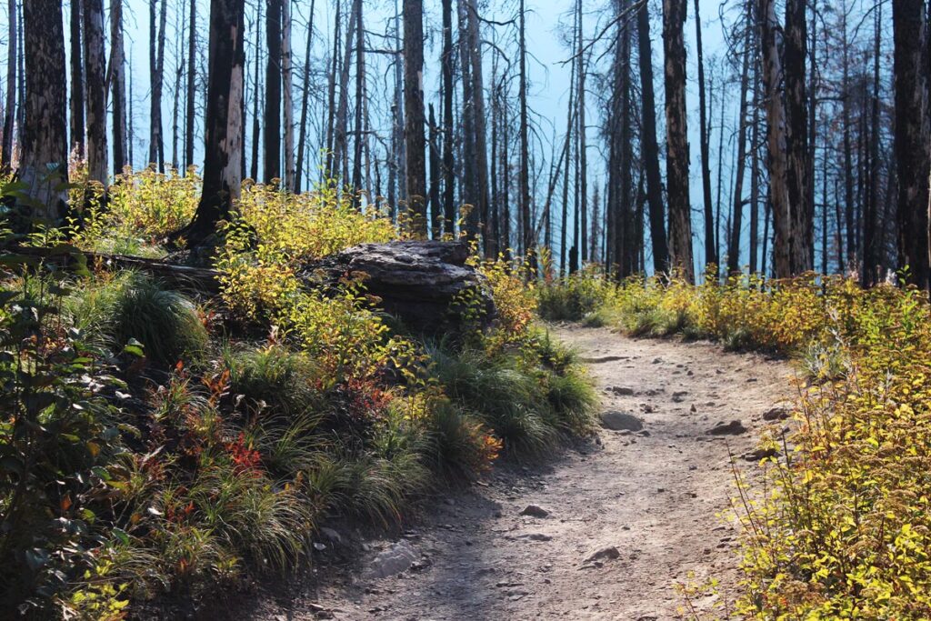 mossy trail