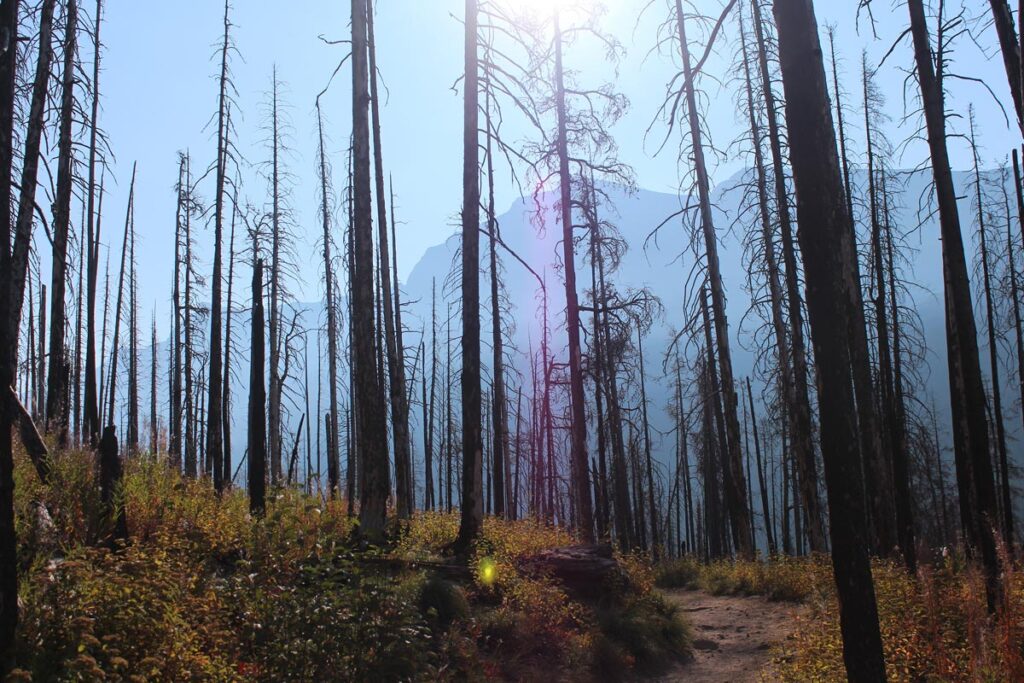 sunrays in forest