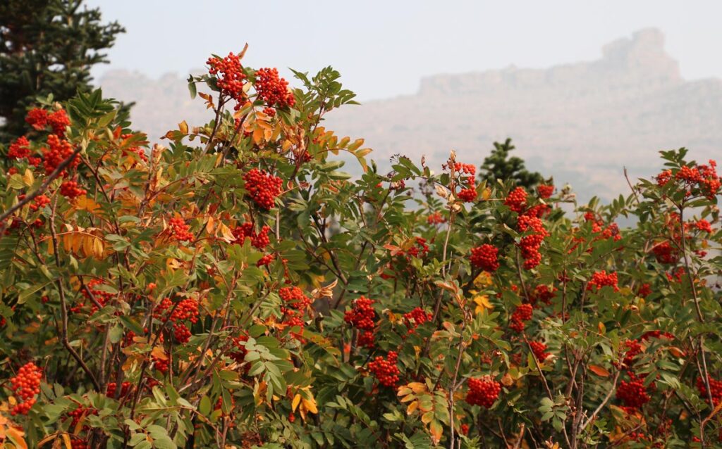 red mountain flowers