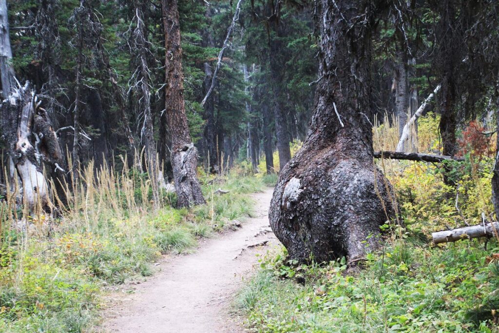 trail into a forest