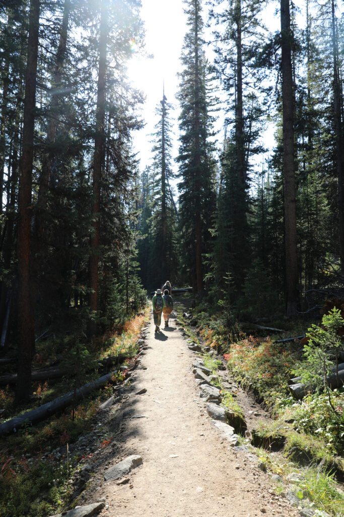 hikers on a trail through the woods