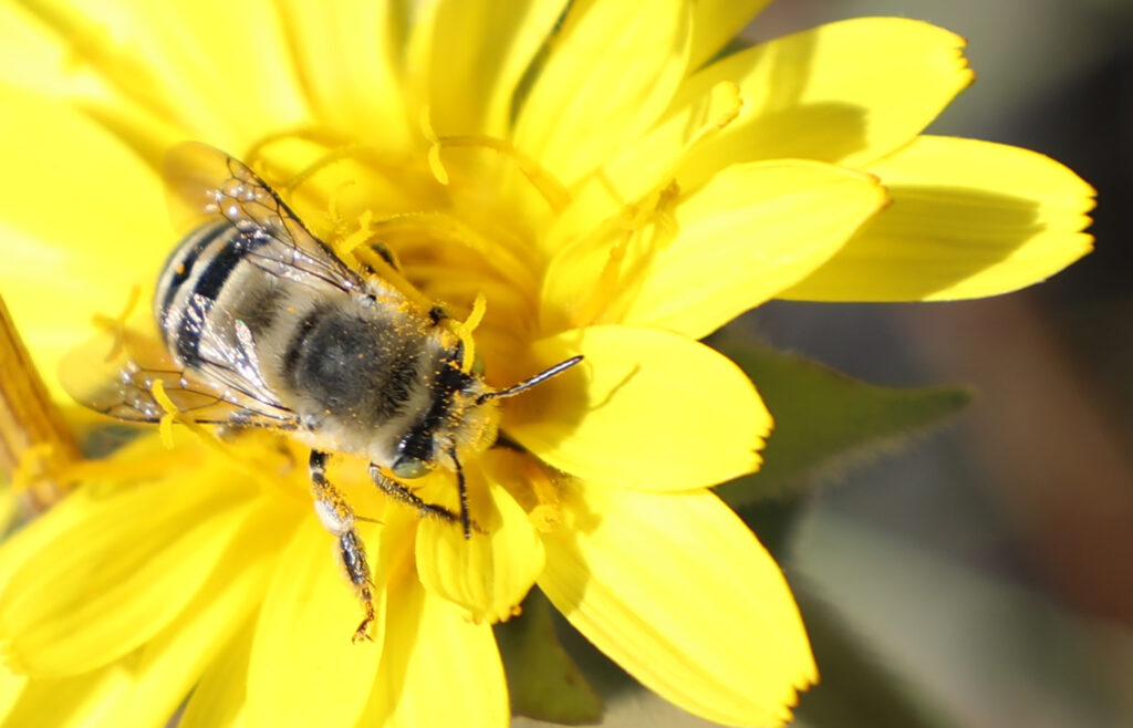 bee on a yellow flower