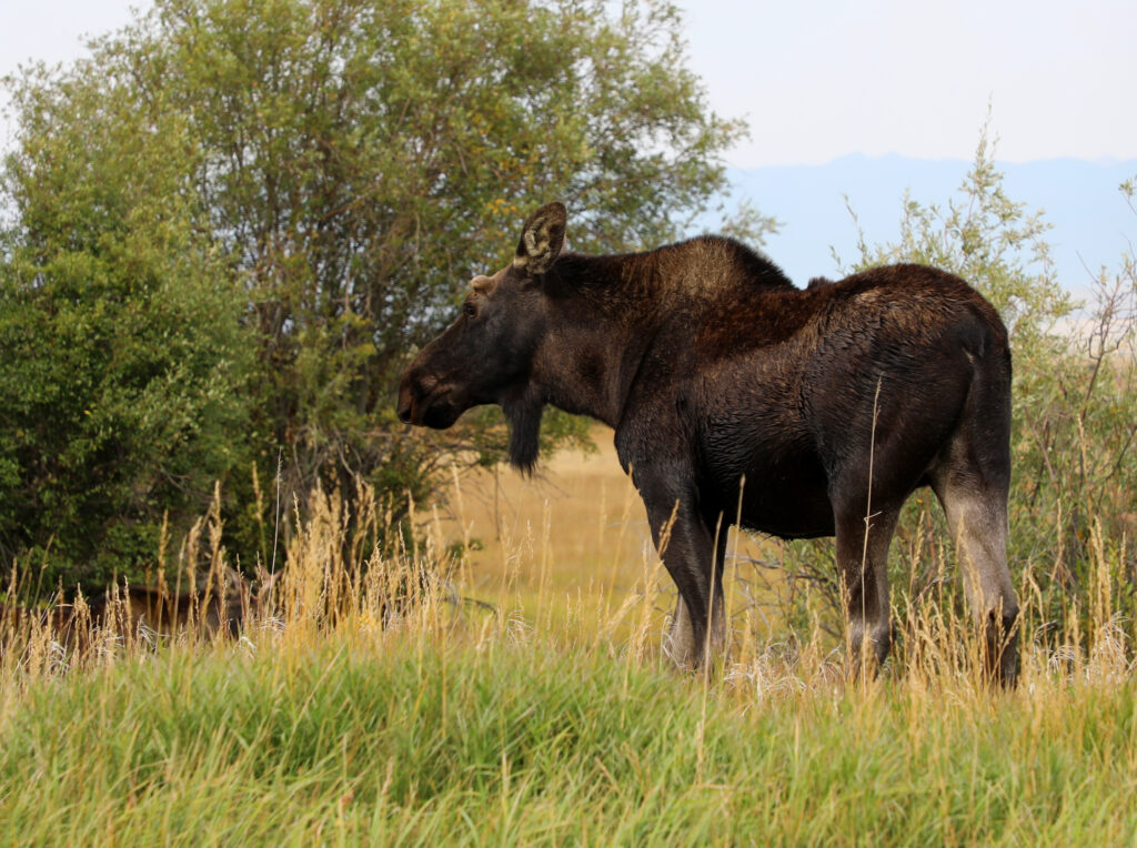 cow moose standing in grassy field