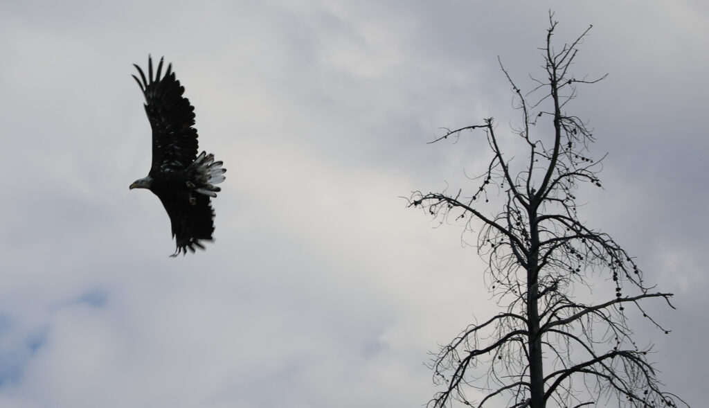 eagle flying overhead