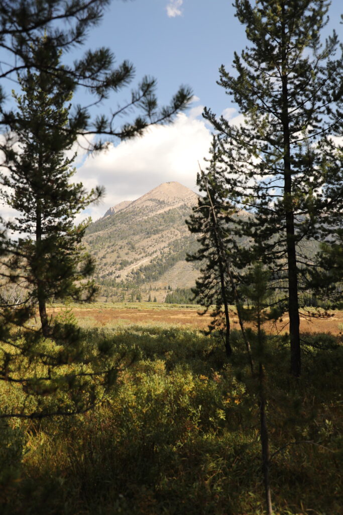 mountains through the trees