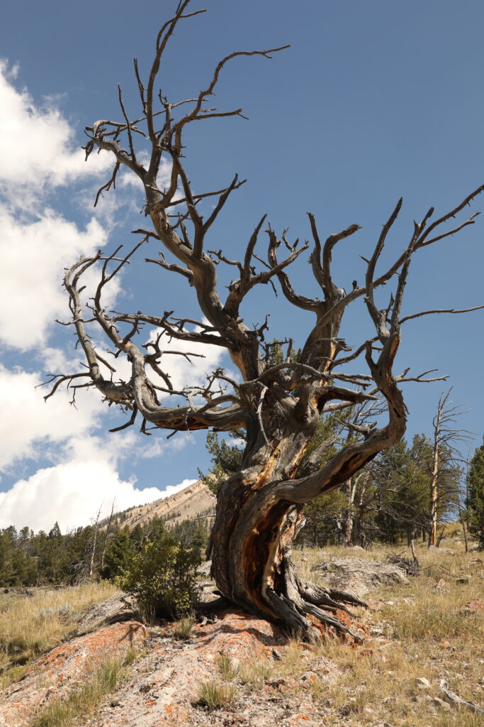 craggy tree