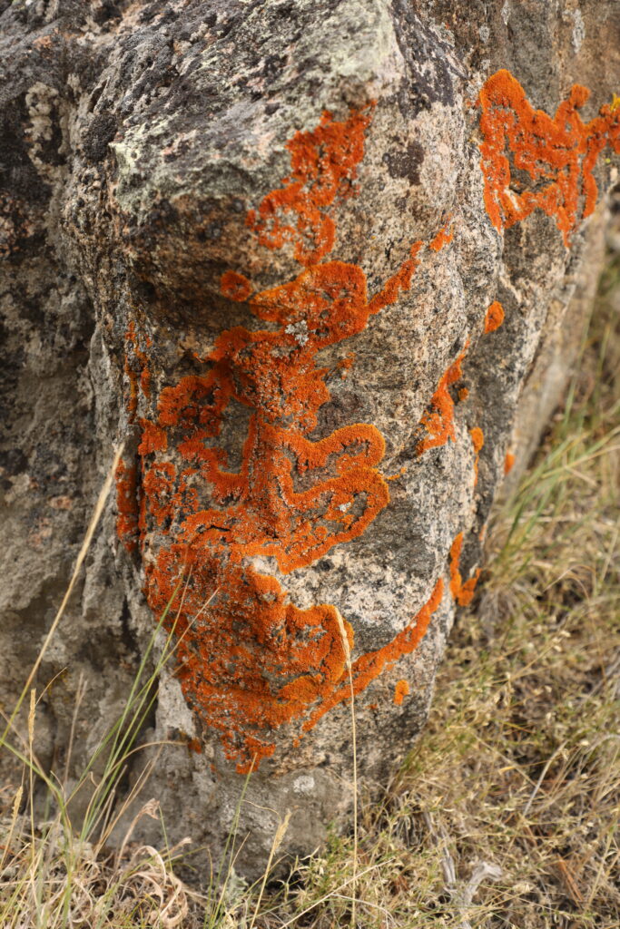 red lichen on a rock