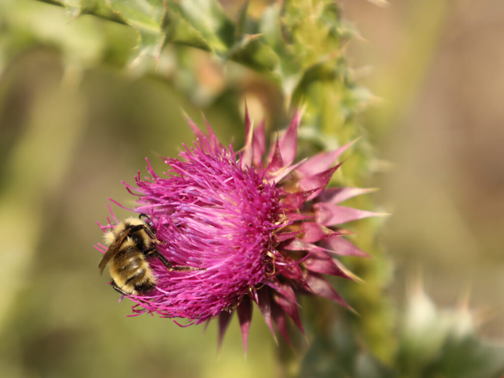 bee on a purple flower