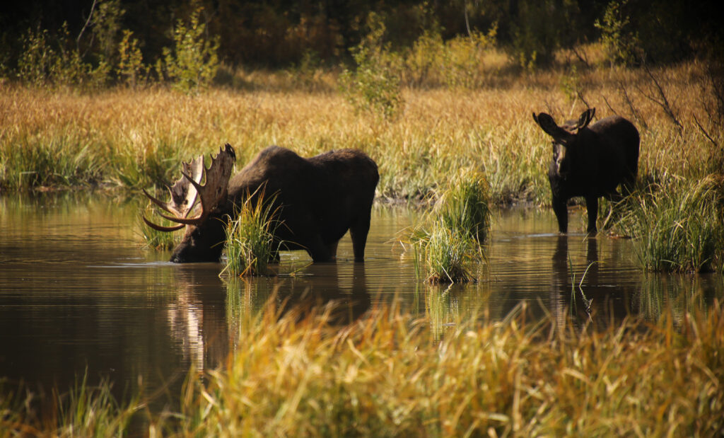 adult and adolescent bull moose in lake