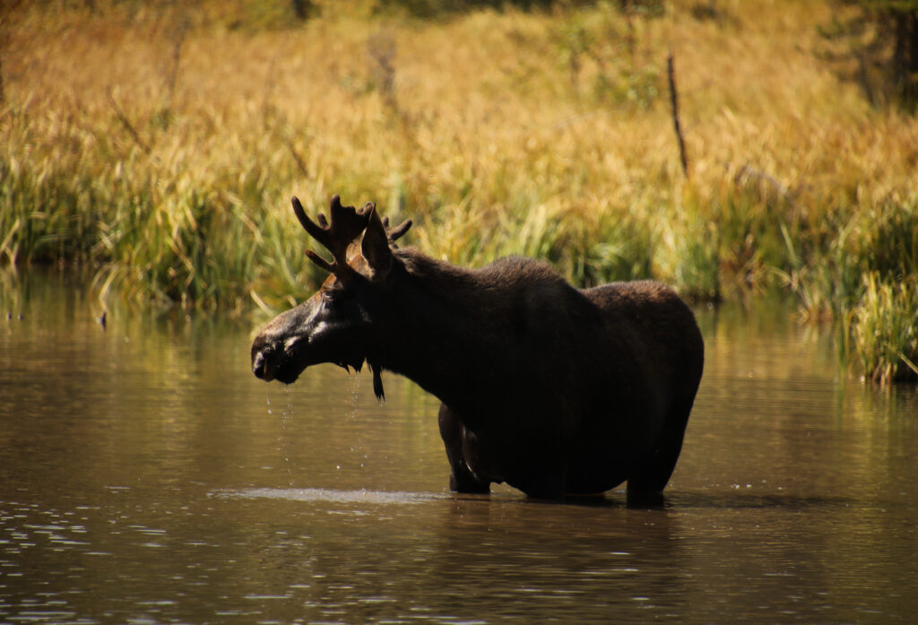 young bull moose in a lake